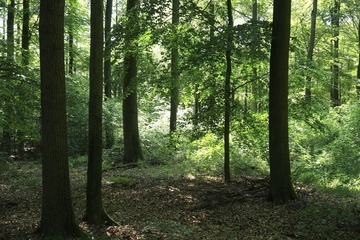 LRT 9130 - Waldmeister-Buchenwald