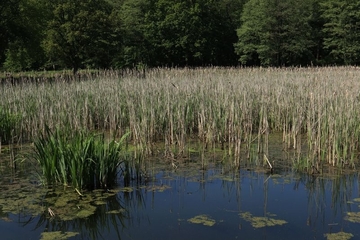 Rohrkolben-Röhricht an Teich.