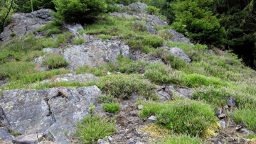 LRT 4030 - Trockene Heide in felsenreicher Ausprägung