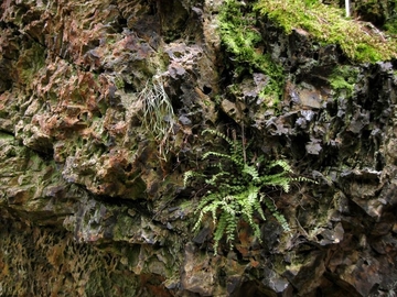 Löchriger Fels aus Kramenzelkalk (LRT 8210) an der Rabenklippe mit Nordischem (Asplenium septentrionale) und Braunem Streifenfarn (Asplenium trichomanes)