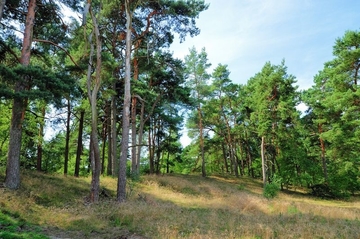 Kiefernwald armer, trockener Sandböden