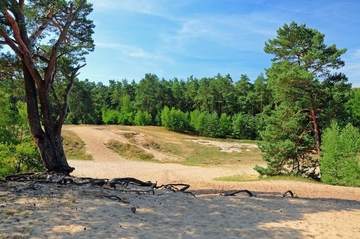 Mosaik mit offenen Sandflächen