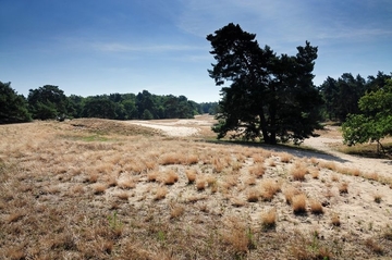 LRT 2330 - Offene Grasflächen mit Silbergras und Straußgras auf Binnendünen