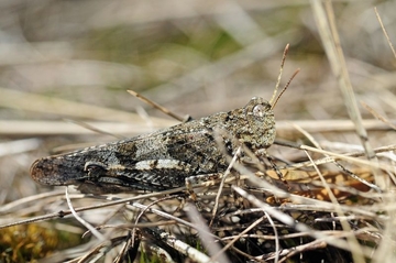 Lebensraum der in Niedersachsen stark gefährdeten Blauflügligen Ödlandschrecke (Oedipoda caerulescens).