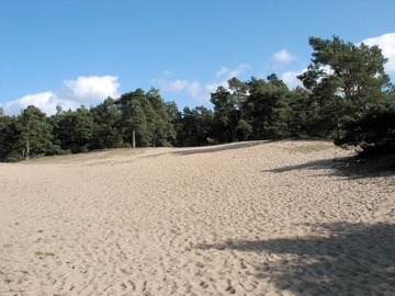 Durch Trittbelastung vegetationsarme Dünen (LRT 2330)
