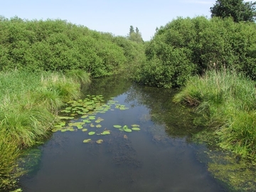 Naturnaher Abschnitt des Steinhuder Meerbachs im Meerbruch kurz nach dem Ausfluss aus dem Steinhuder Meer.