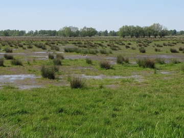 Flutrasen mit Flatter-Binse (Juncus effusus) im Vogelbiotop der Meerbruchswiesen.