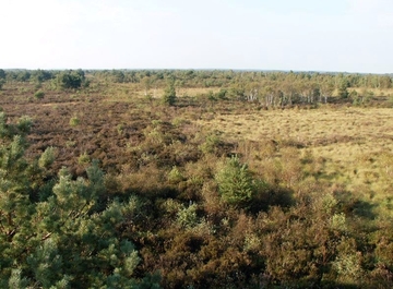 LRT 7120 - Renaturierungsfähiges, degradiertes Hochmoor