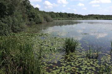 Nordost-Ufer des Steinhuder Meers mit LRT 3150 - Natürliche und naturnahe nährstoffreiche Stillgewässer mit Laichkraut- oder Froschbissgesellschaften