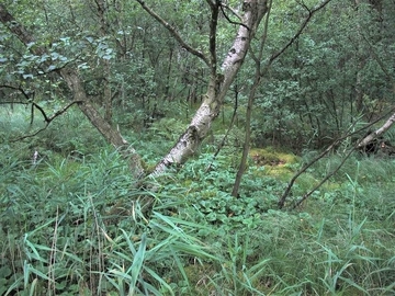 LRT 91D0 - Moorwald mit Sumpf-Calla (Calla palustris)
