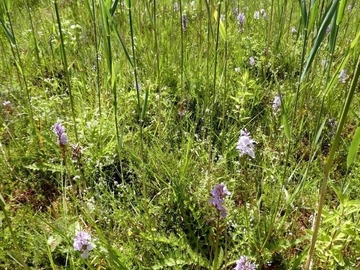 LRT 7140 - Übergangs- und Schwingrasenmoor mit Geflecktem Knabenkraut (Dactylorhiza maculata) auf der relativ basenreichen "Moorwiese"