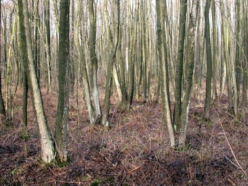 LRT 91E0 - Auenwälder mit Erle, Esche, Weide im Bruchwaldkomplex „Hekeser Büsche“