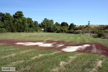 LRT 1340 - Salzwiese im Binnenland mit Queller- und Strandaster-Beständen, hier Dominanz des Gewöhnlichen Kurzähren-Quellers (Salicornia europaea ssp. brachystachya)