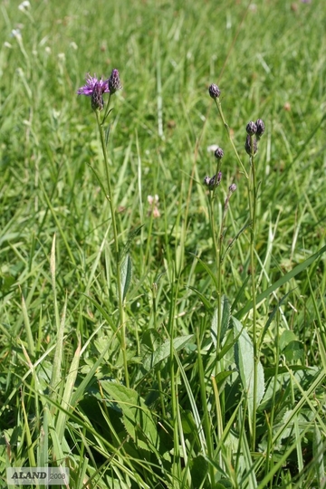 LRT 6410 - Pfeifengraswiese mit Färber-Scharte (Serratula tinctoria)