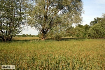 LRT 7230 - Kalkreiches Niedermoor mit Dominanz der Sumpf-Segge (Carex acutiformis)