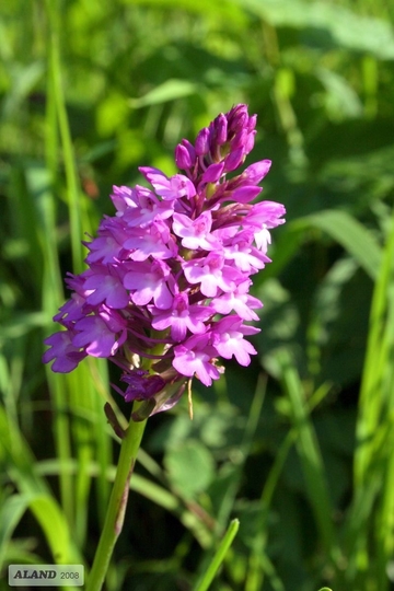 Spitzorchis (Orchis pyramidalis) in der prioritären Ausprägung des LRT 6210