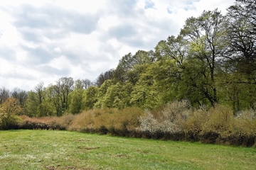 Waldwiese mit strukturiertem Waldrand