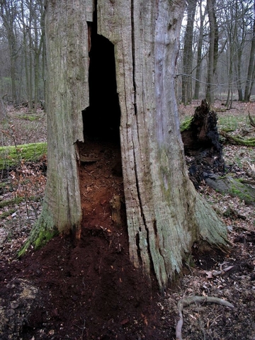 Mulm im Eremit-Brutbaum