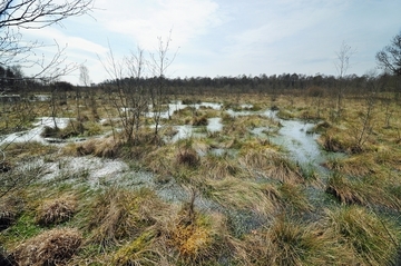 Wiedervernässungsfläche