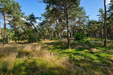 Mit Kiefern bewachsen - LRT 2320 - Sandheide mit Krähenbeere auf Binnendünen