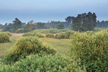 Weidengebüsche zwischen Grünlandflächen