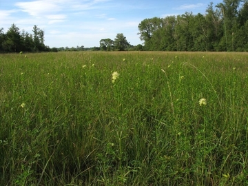 Kiefholzwiesen mit LRT 6440 - Brenndolden-Auenwiese mit Gelber Wiesenraute (Thalictrum flavum)