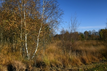 LRT 7120 - Renaturierungsfähiges degradiertes Hochmoor mit angrenzendem Moorwald (LRT 91D0)