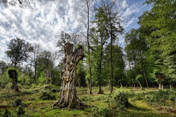 Stehendes Totholz einer Niederwaldhainbuche - Lebensraum für seltene Käferarten