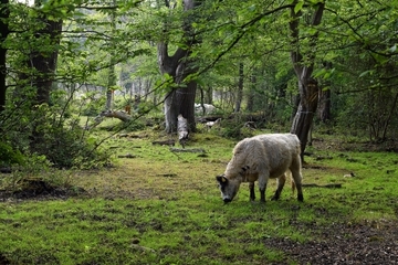 Waldweide