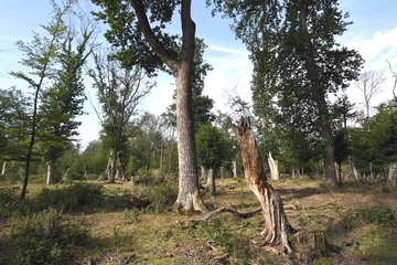 Lichter Hutewald als LRT 9160 - Feuchter Eichen-Hainbuchenmischwald