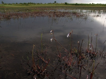 Saal - LRT 3110 - Sehr nährstoff- und basenarmes Stillgewässer der Sandebenen mit Strandlings-Gesellschaften, hier mit Wasser-Lobelie (Lobelia dortmanna)