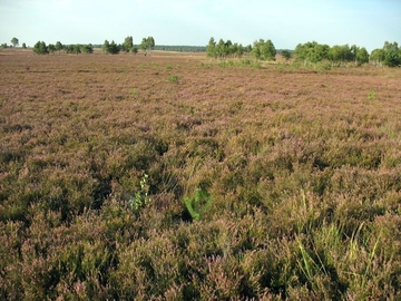 LRT 4030 - Trockene Heide im Optimalsstadium mit prägender Besenheide (Calluna vulgaris)
