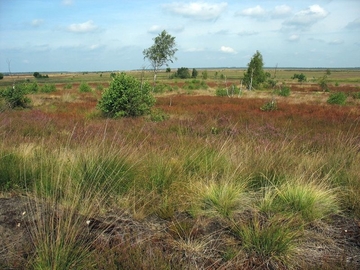 Weitläufige Offenlandschaft