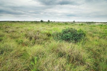 Moorheide-Degenerationsstadium (LRT 7120)