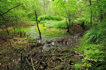 Bissendorfer Moor