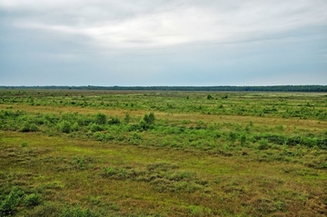 Bissendorfer Moor LRT 7120 - Renaturierungsfähiges, degradiertes Hochmoor