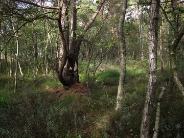 LRT 91D0 - Moorwald mit Rauschbeere (Vaccinium uliginosum)