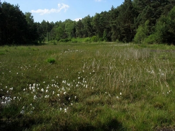 LRT 7140 - Übergangs- und Schwingrasenmoor mit Schmalblättrigem Wollgras (Eriophorum angustifolium)