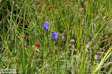 Lungen-Enzian (Gentiana pneumonanthe) im LRT 4010 - Feuchte Heiden mit Glockenheide