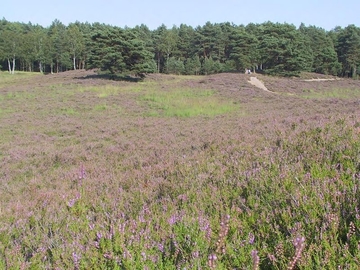 LRT 2310 - Sandheiden mit Besenheide und Ginster auf Binnendünen in der Gifhorner Heide