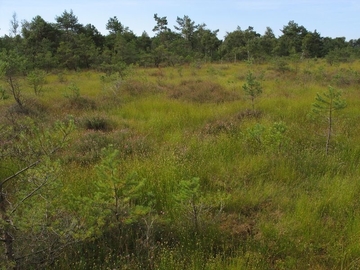 LRT 7110 - Lebendes Hochmoor in regeneriertem Hochmoortorfstich im Otternhagener Moor