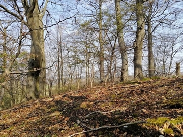 LRT 9130 - Waldmeister-Buchenwald am Heineberg bei Fredelsloh