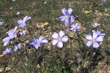 Lothringer Lein (Linum leonii) ist in Niedersachsen stark gefährdet.