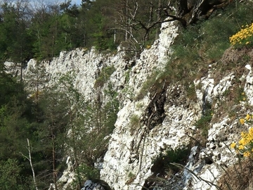 LRT 8210 - Kalkfelsen mit Felsspaltenvegetation am Sachsenstein