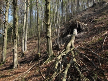 LRT 9130 - Waldmeister-Buchenwald auf Gipsgestein