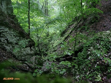 LRT 9180 - Schlucht- und Hangmischwald