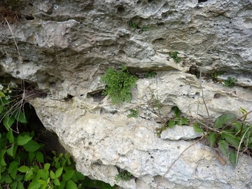 LRT 8210 - Kalkfelsen mit Felsspaltenvegetation