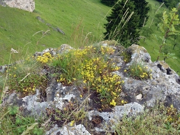 LRT 6110 - Basenreiche oder Kalk-Pionierrasen mit Mildem Mauerpfeffer (Sedum sexangulare)