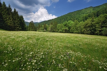 LRT 6520 - Berg-Mähwiese im Siebertal