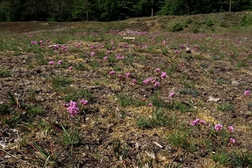 LRT 6130 - Schwermetallrasen mit Galmei-Grasnelke (Armeria maritima ssp. elongata var. halleri) im Siebertal